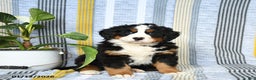 Bernese Mountain Dog dogs for sale: Barkey - Ad 1