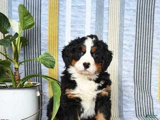 Bernese Mountain Dog dogs Barkey - Ad 31
