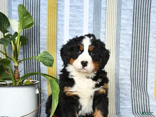 Bernese Mountain Dog dogs Barkey - Ad 40