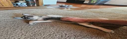 Gerberian Shepsky dogs for sale: Jackpot - Ad 4