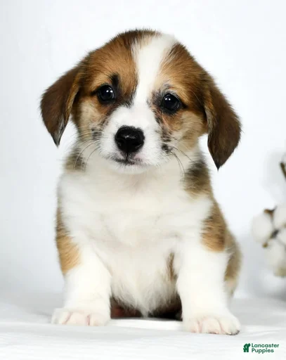 Gallery Image {{count}}