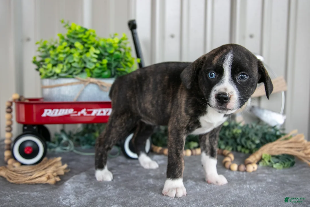 Mixed Breed dogs for sale: Sophia - Ad 3