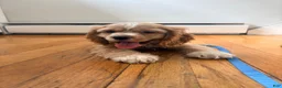 Cocker Spaniel dogs for sale: Cocker Spaniel 1 - Ad 3