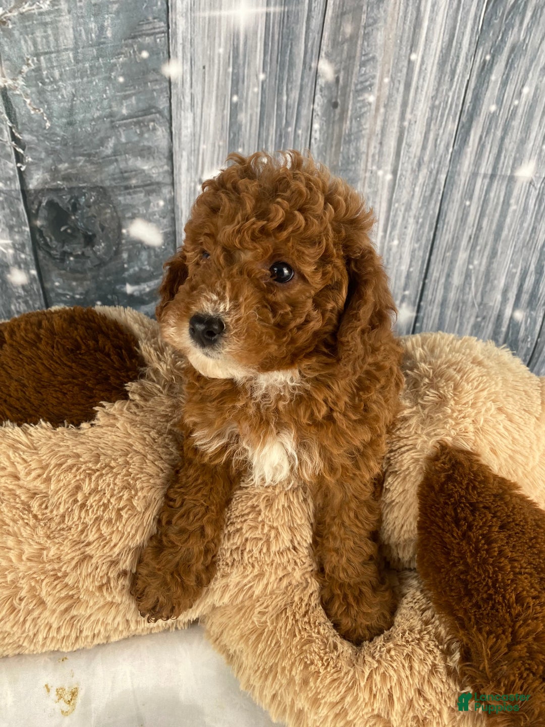 Miniature Poodle dogs for sale: Frankie - Ad 3
