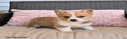 Welsh Corgi Pembroke dogs for sale: Muffin - Ad 4