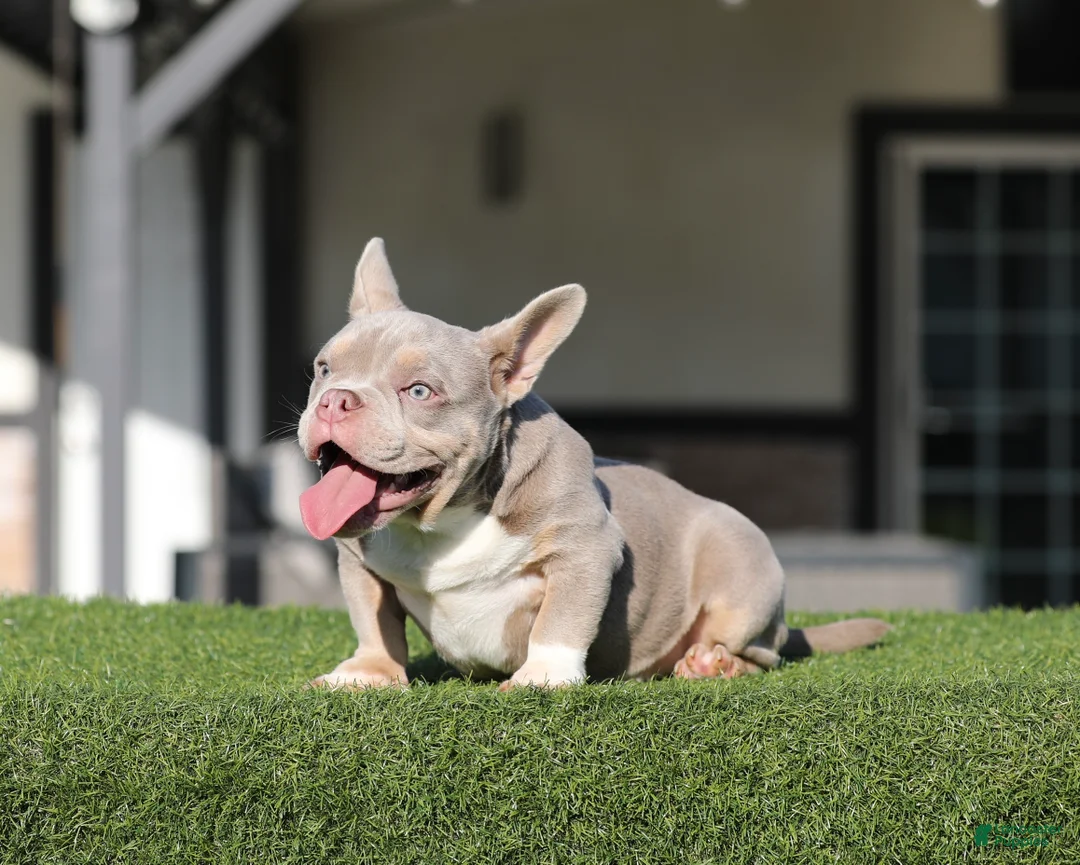 American Bully dogs for sale: American Bully Puppy 1 - Ad 2