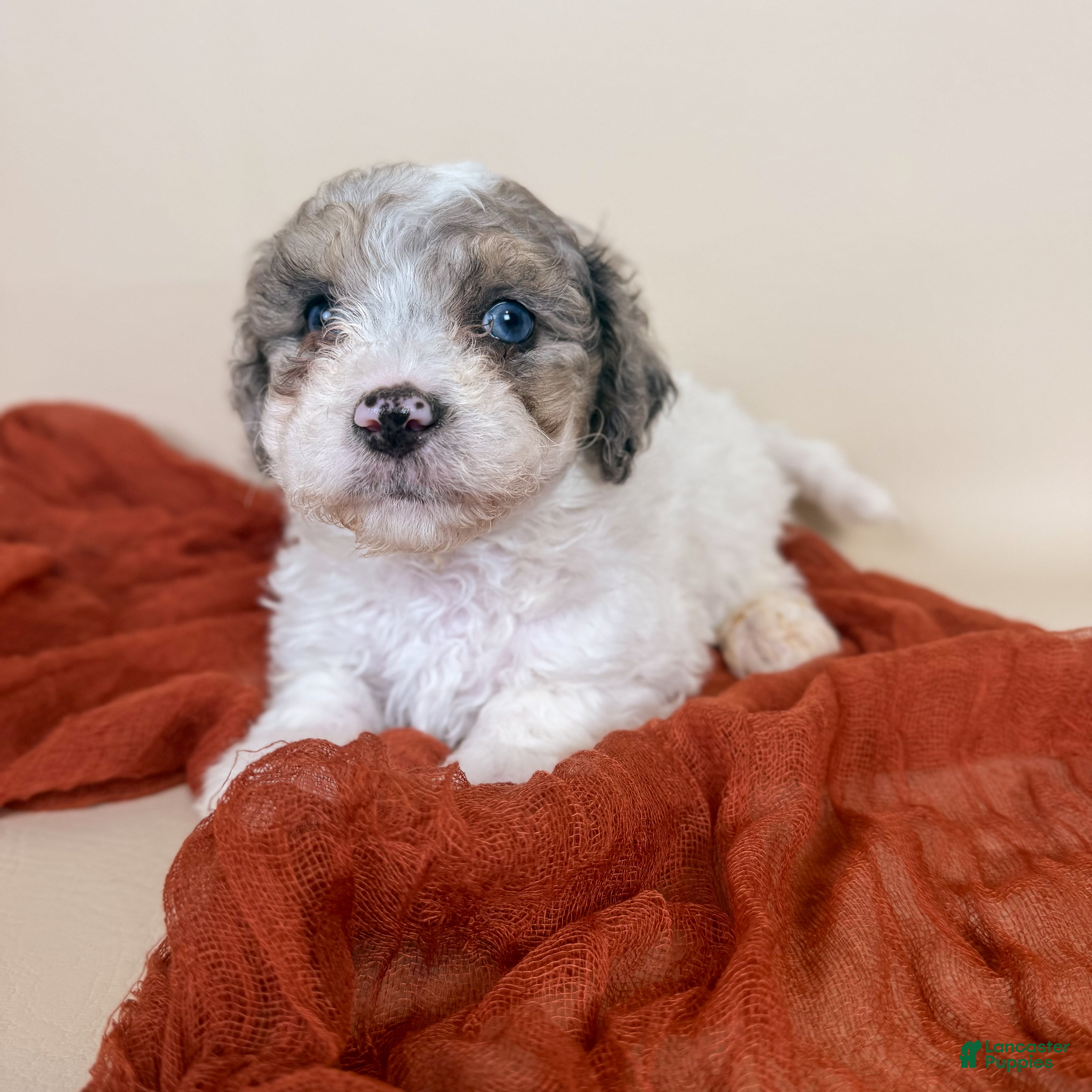 Maltipoo dogs Beckham - Ad 1