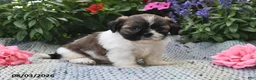 Shih Tzu dogs for sale: Oscar - Ad 4
