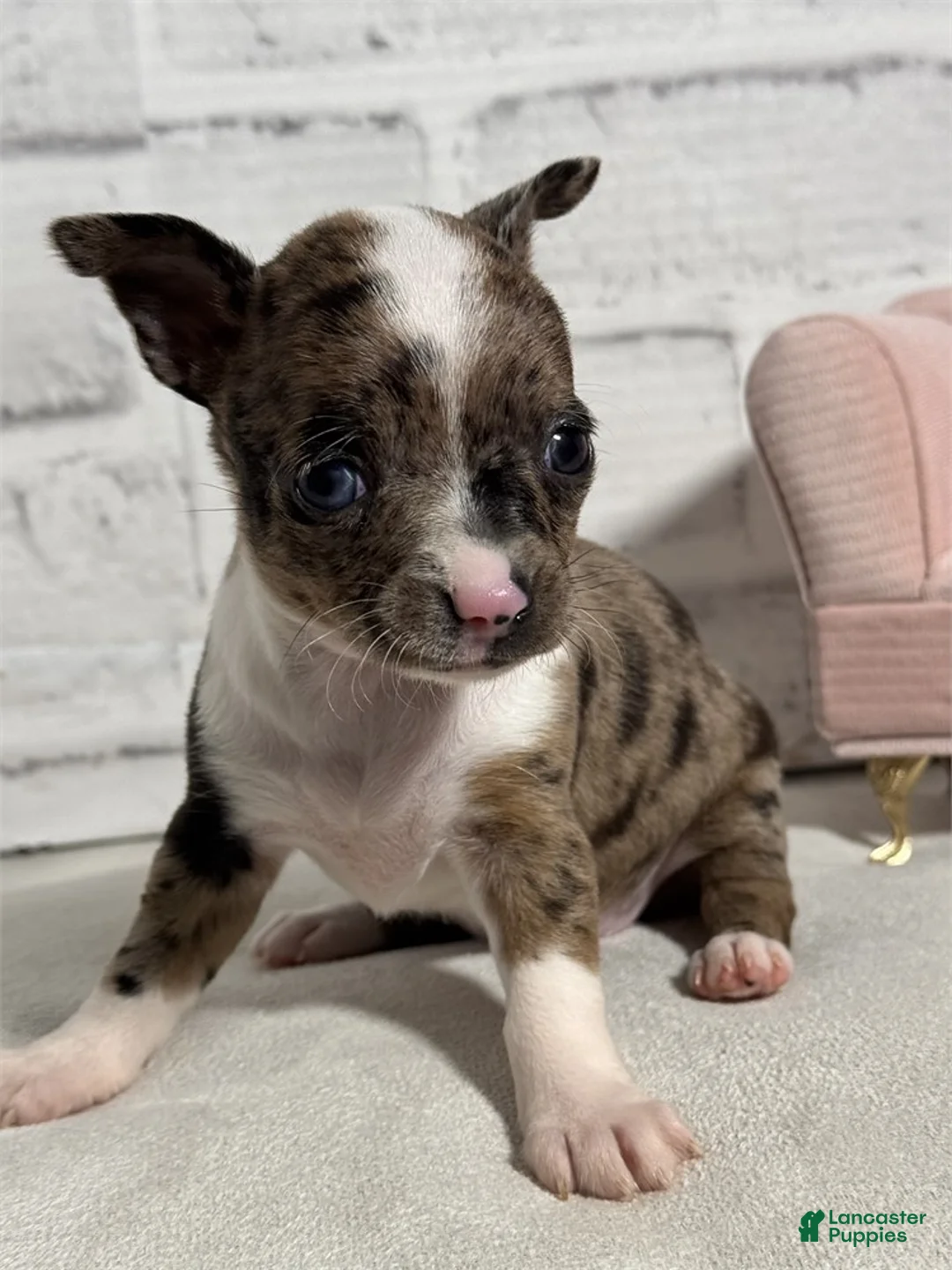 Chihuahua dogs for sale: Chihuahua Puppy 1 - Ad 1