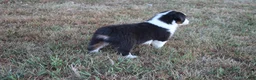 Miniature Australian Shepherd dogs for sale: Ellis - Ad 15