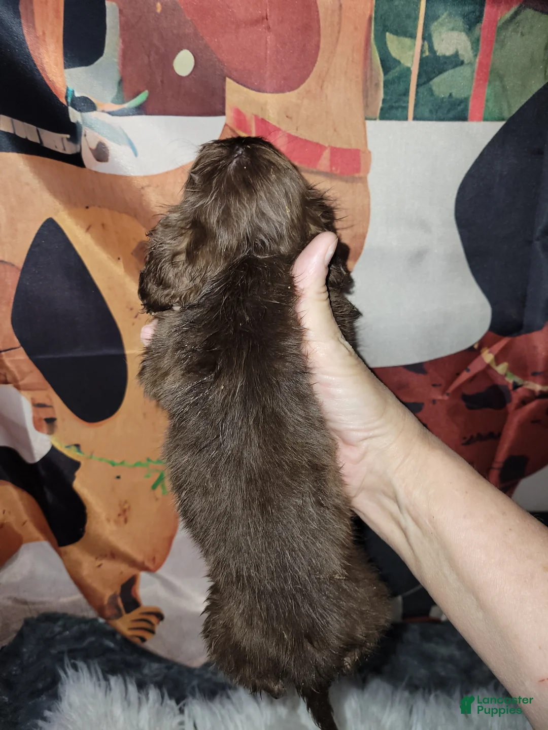 Miniature Dachshund dogs for sale: Willa - Ad 2