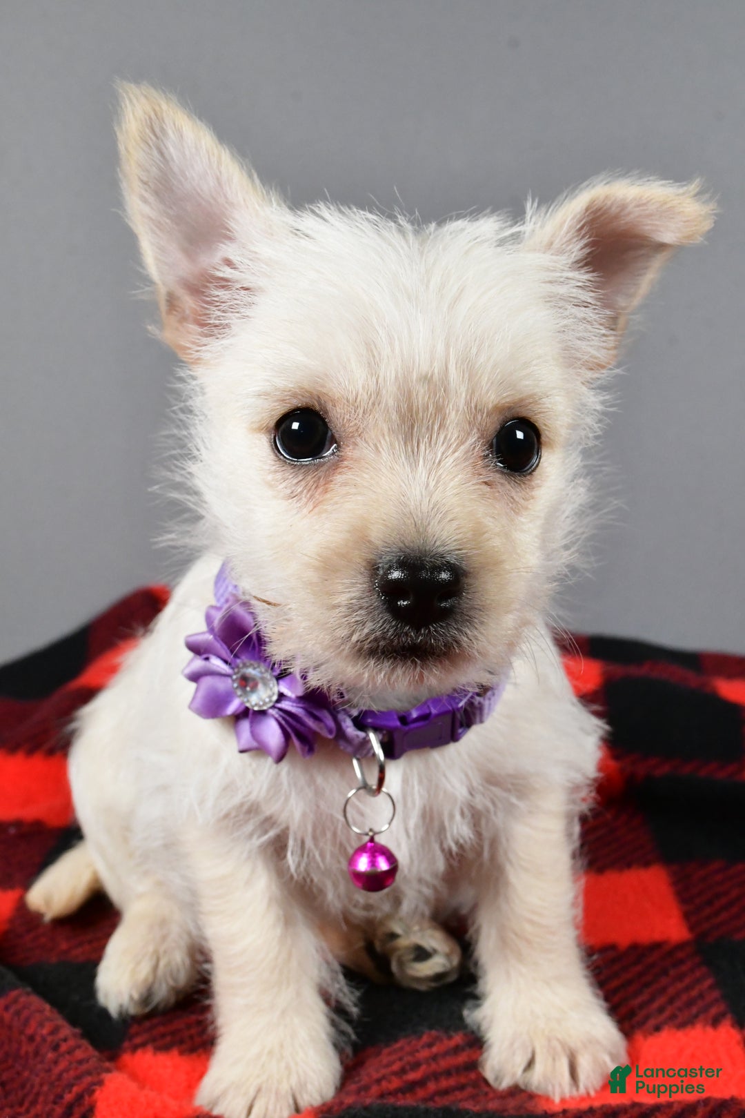 Cairn Terrier dogs for sale: Sox - Ad 6