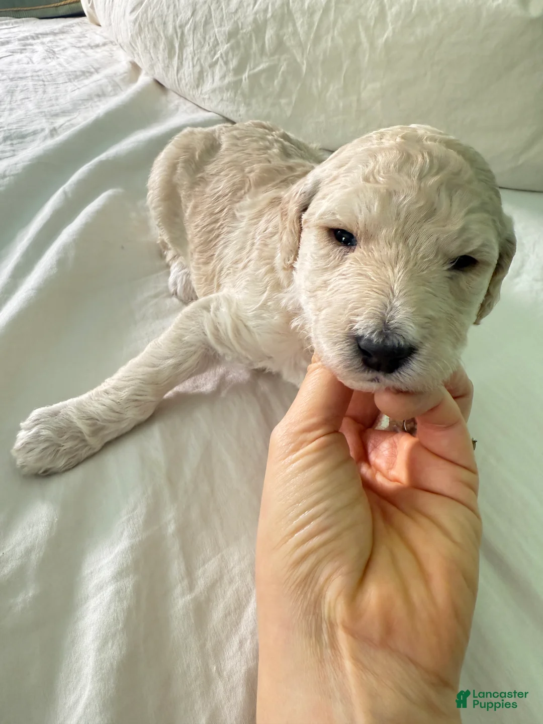 Standard Poodle dogs for sale: Standard Poodle Puppy 6 - Ad 5