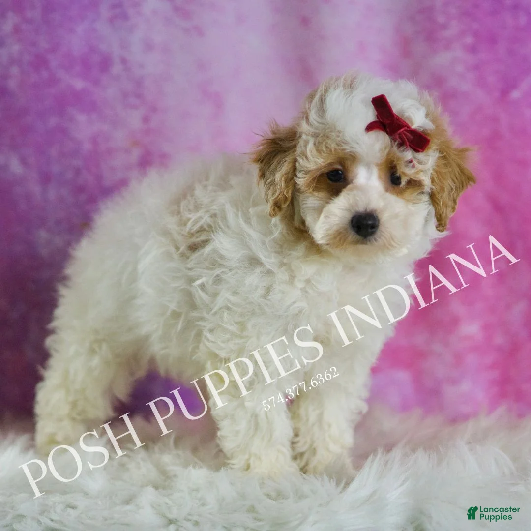 Miniature Poodle dogs for sale: Bambi - Ad 5