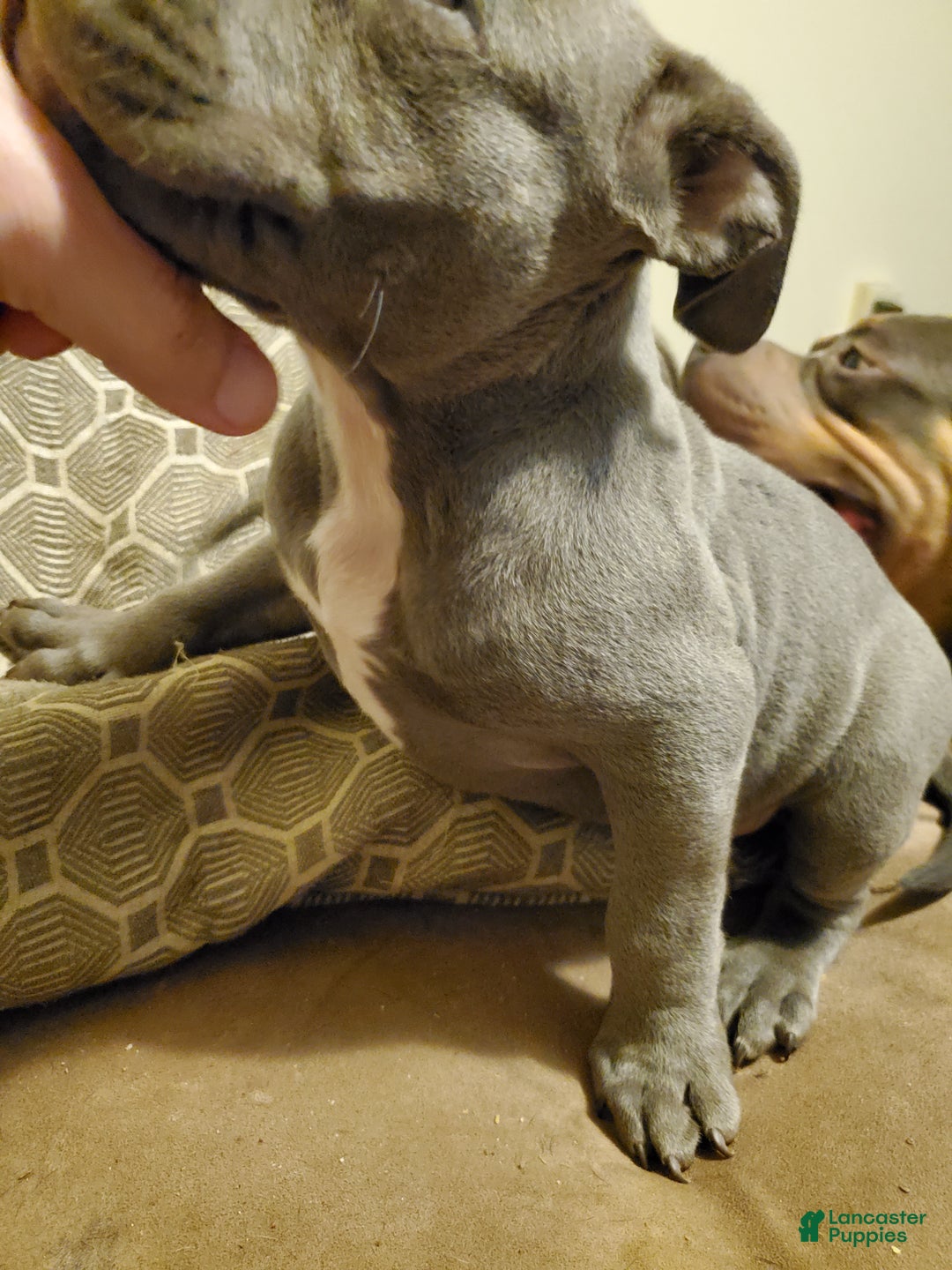 American Bully Puppy for sale in Easton Lancaster Puppies