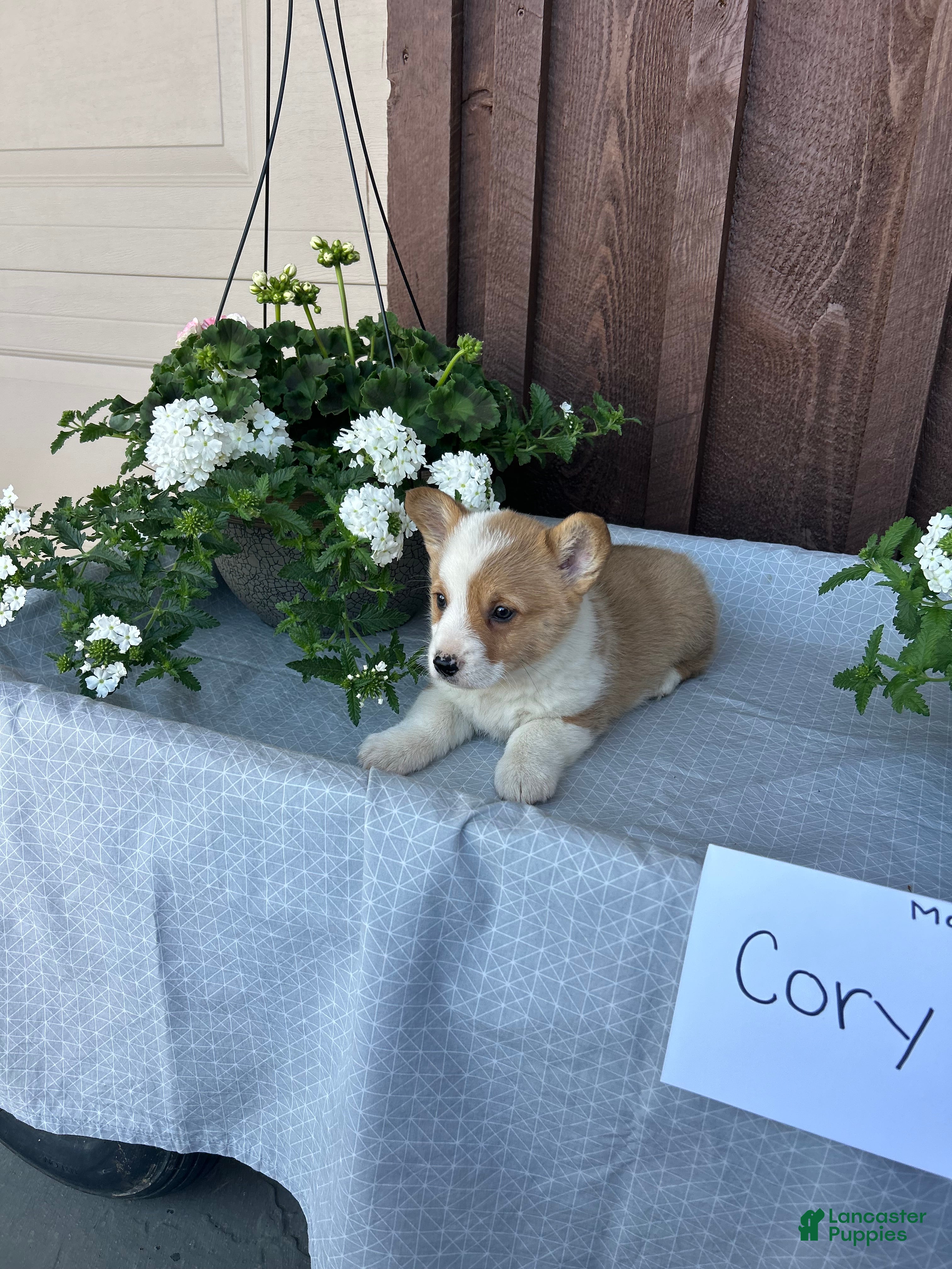Welsh Corgi Pembroke dogs Corey - Ad 17
