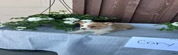 Welsh Corgi Pembroke dogs for sale: Corey - Ad 1