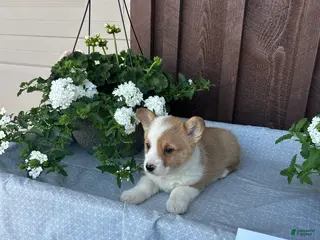 Welsh Corgi Pembroke dogs Corey - Ad 17