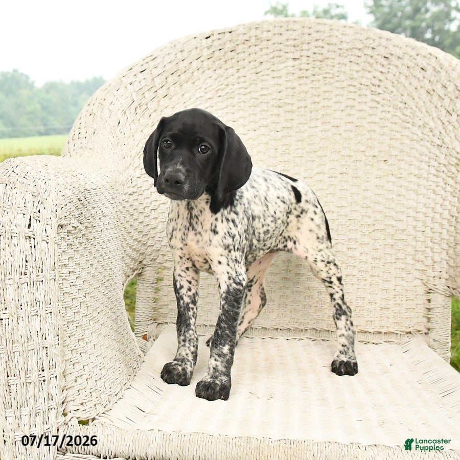 German Shorthaired Pointer dogs Dotty - Ad 2