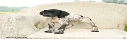 German Shorthaired Pointer dogs for sale: Dotty - Ad 2
