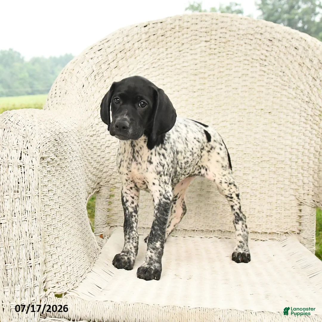 German Shorthaired Pointer dogs for sale: Dotty - Ad 2