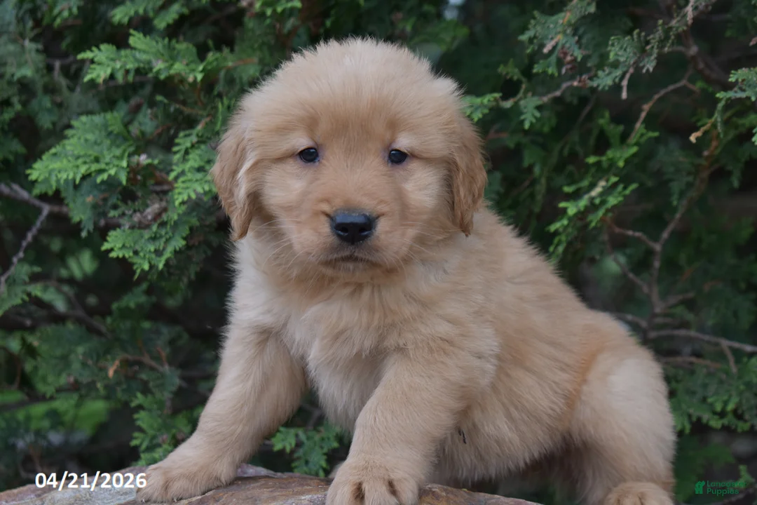 Golden Retriever dogs for sale: Nate - Ad 1