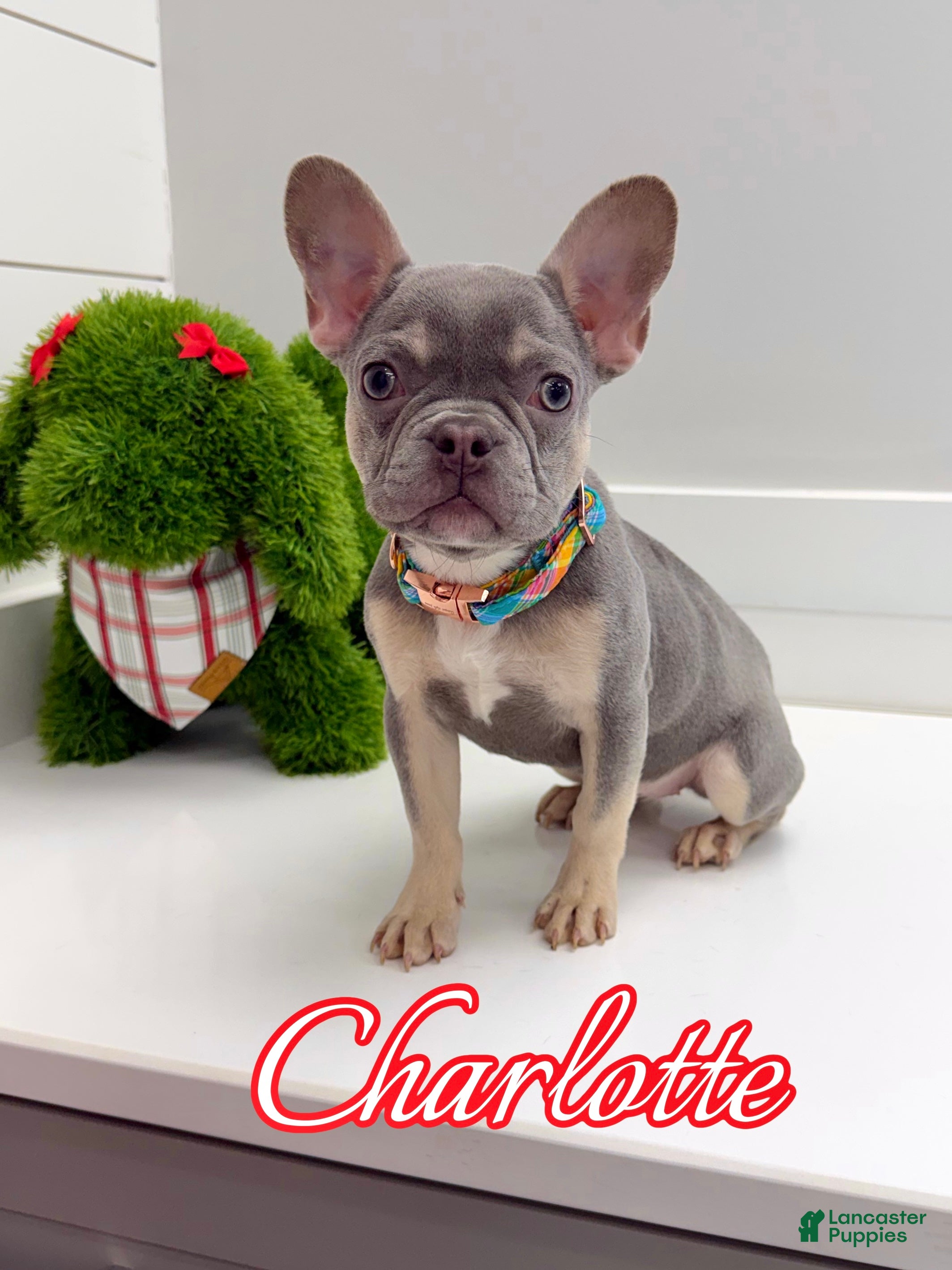 French Bulldog dogs Charlotte - Ad 16
