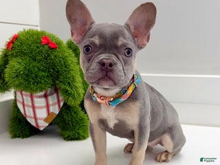 French Bulldog dogs Charlotte - Ad 16