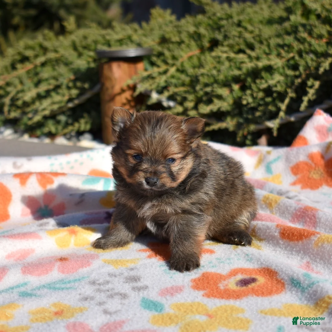 Pomeranian dogs for sale: Daisy  - Ad 2