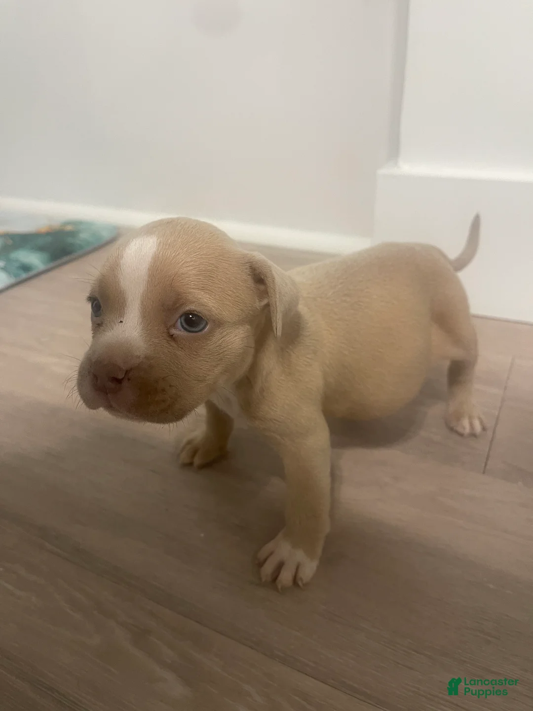 American Bully dogs for sale: Princess  - Ad 2