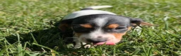 Miniature Dachshund dogs for sale: Churro - Ad 2