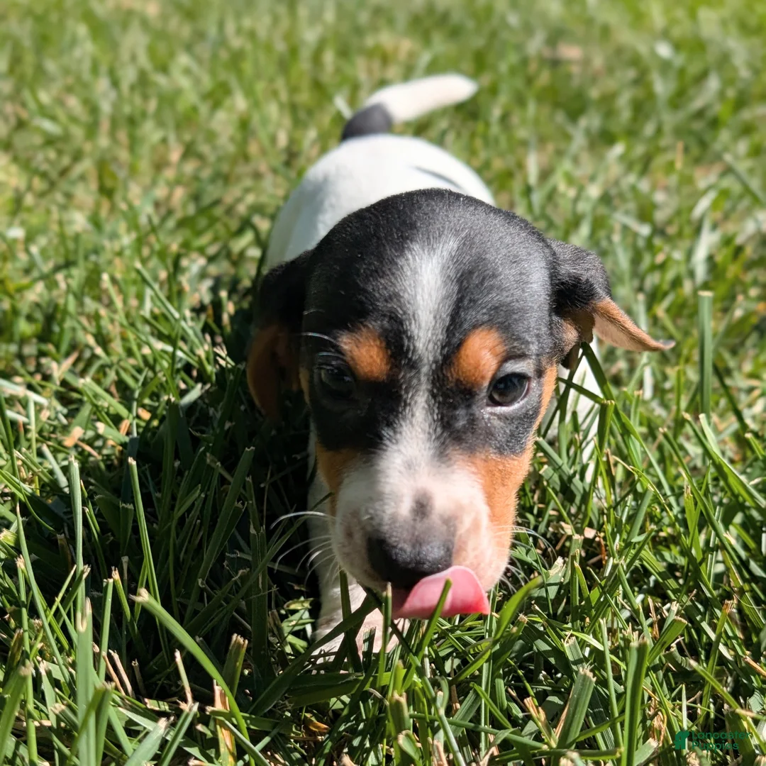 Miniature Dachshund dogs for sale: Churro - Ad 2