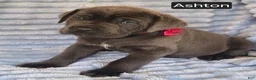 Cane Corso dogs for sale: Ashton - Ad 8