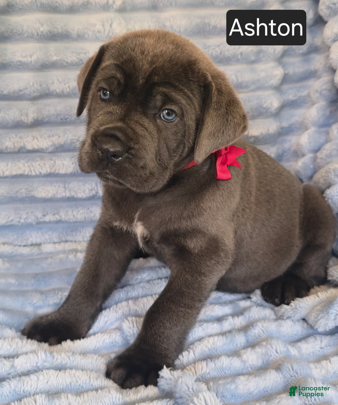 Cane Corso dogs for sale: Ashton - Ad 8