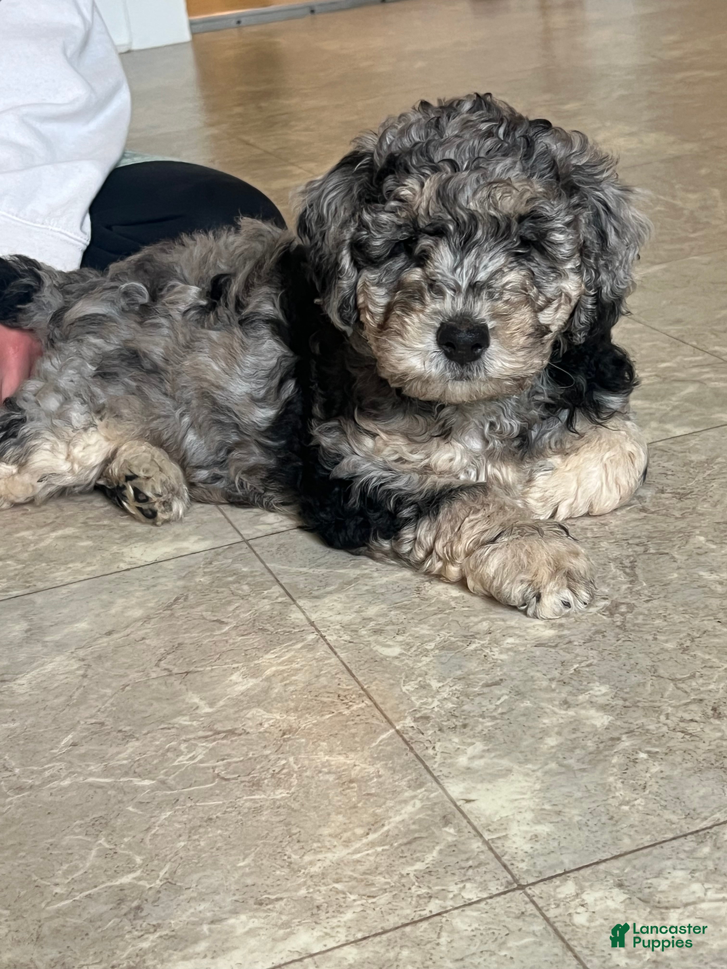 Mini Goldendoodle dogs Blossom Mini Goldendoodle Puppy  - Ad 1