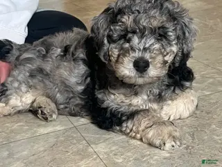 Mini Goldendoodle dogs for sale: Blossom Mini Goldendoodle Puppy - Ad 1