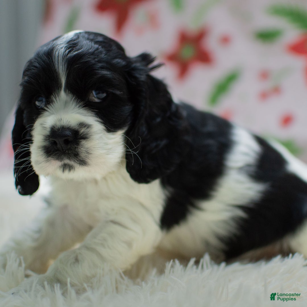 Cocker Spaniel dogs for sale: Newton - Ad 8