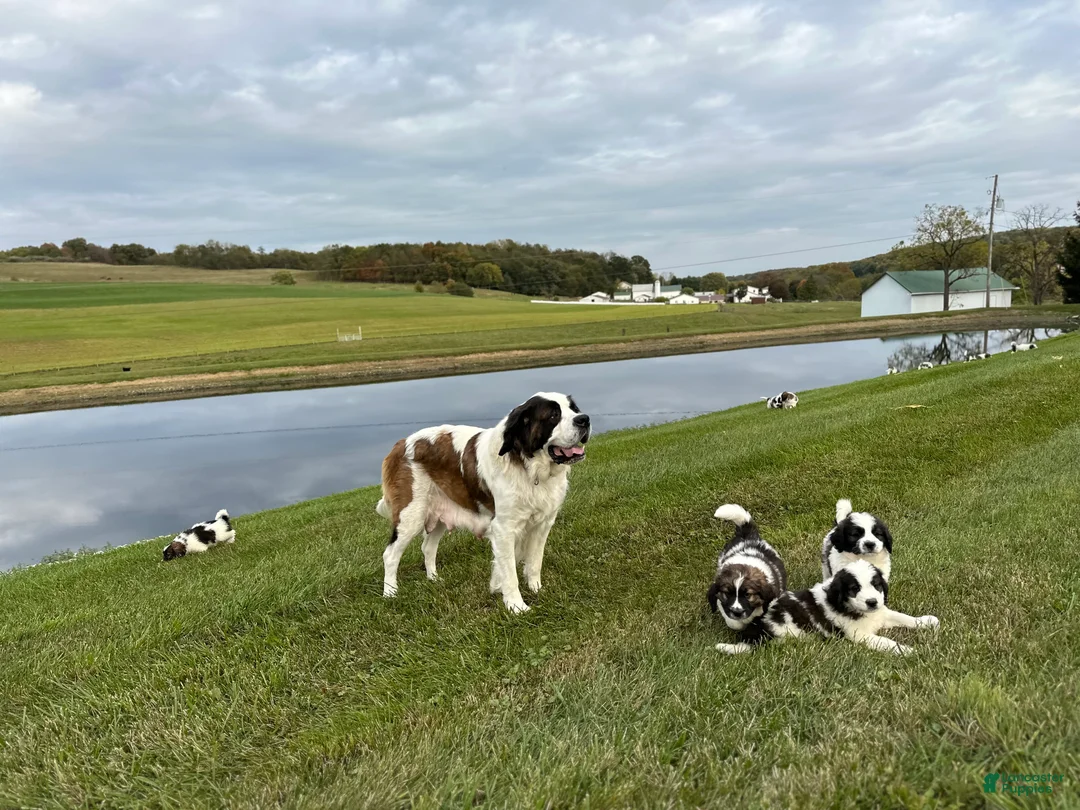 Saint Berdoodles dogs for sale: Stella - Ad 5