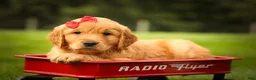 Golden Retriever dogs for sale: Hunter💙 - Ad 9