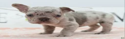 Mixed Breed dogs for sale: Bria merle - Ad 17