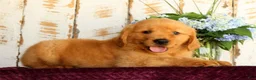 Golden Retriever dogs for sale: Jasper - Ad 9