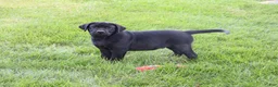 Labrador Retriever dogs for sale: Shawn  - Ad 2