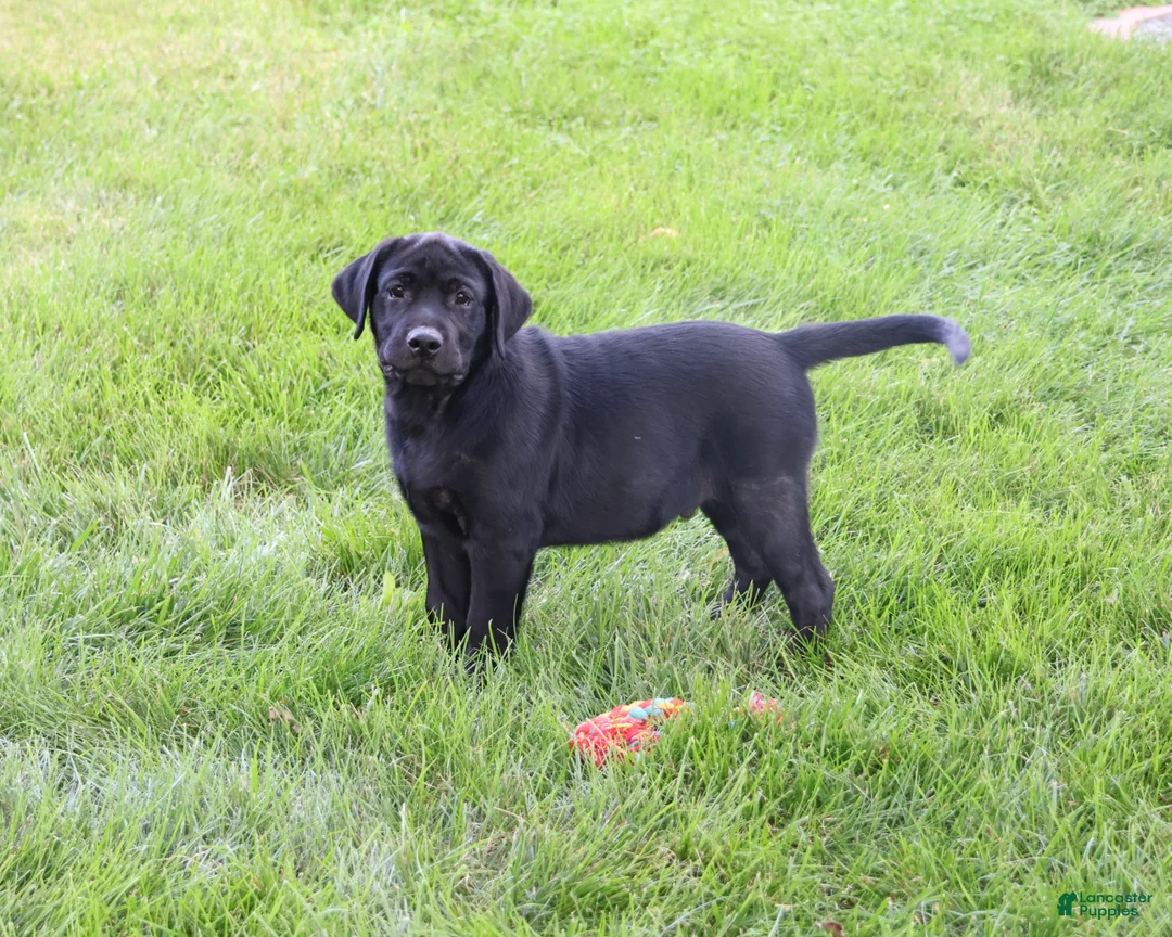 Labrador Retriever dogs for sale: Shawn  - Ad 2