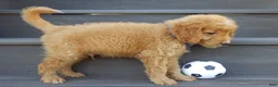 Mini Goldendoodle dogs for sale: Rover (medium) - Ad 3