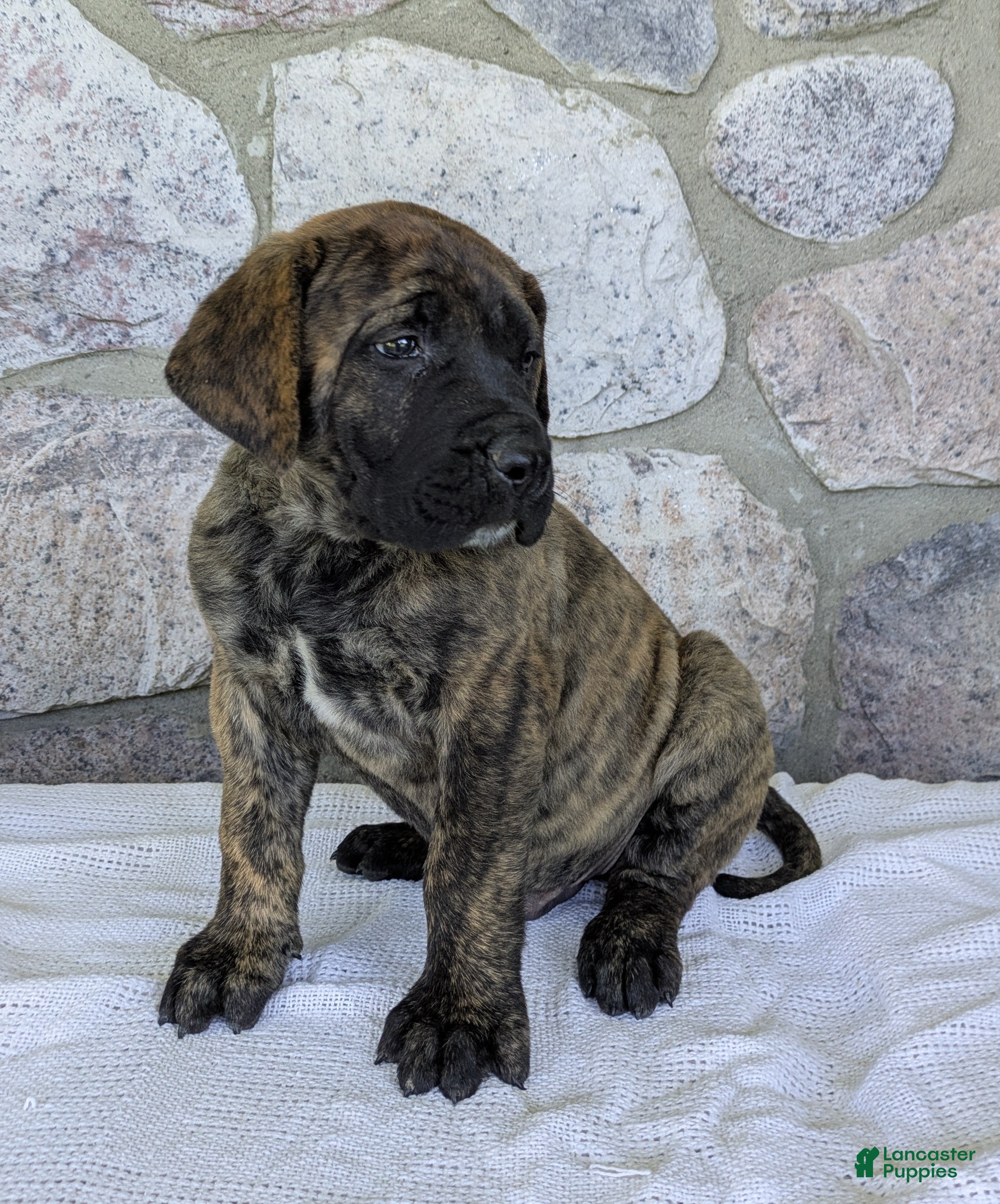 English Mastiff dogs for sale: Marlon - Ad 6