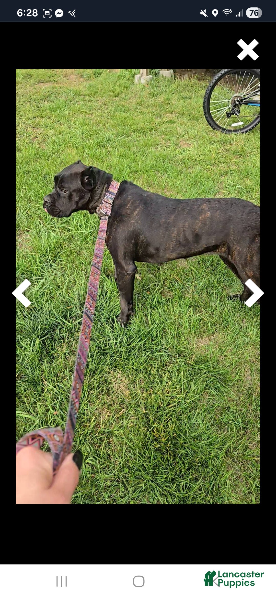 Cane Corso dogs for sale: Cane Corso Puppy 1 - Ad 2