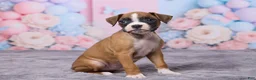 Boxer dogs for sale: Zoey - Ad 3