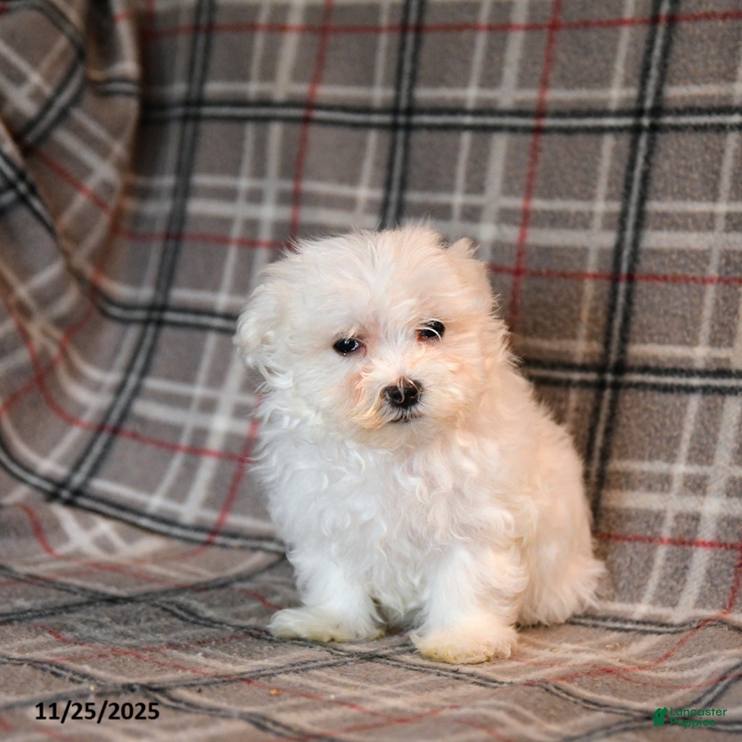 Maltese dogs for sale: Ruffles - Ad 5