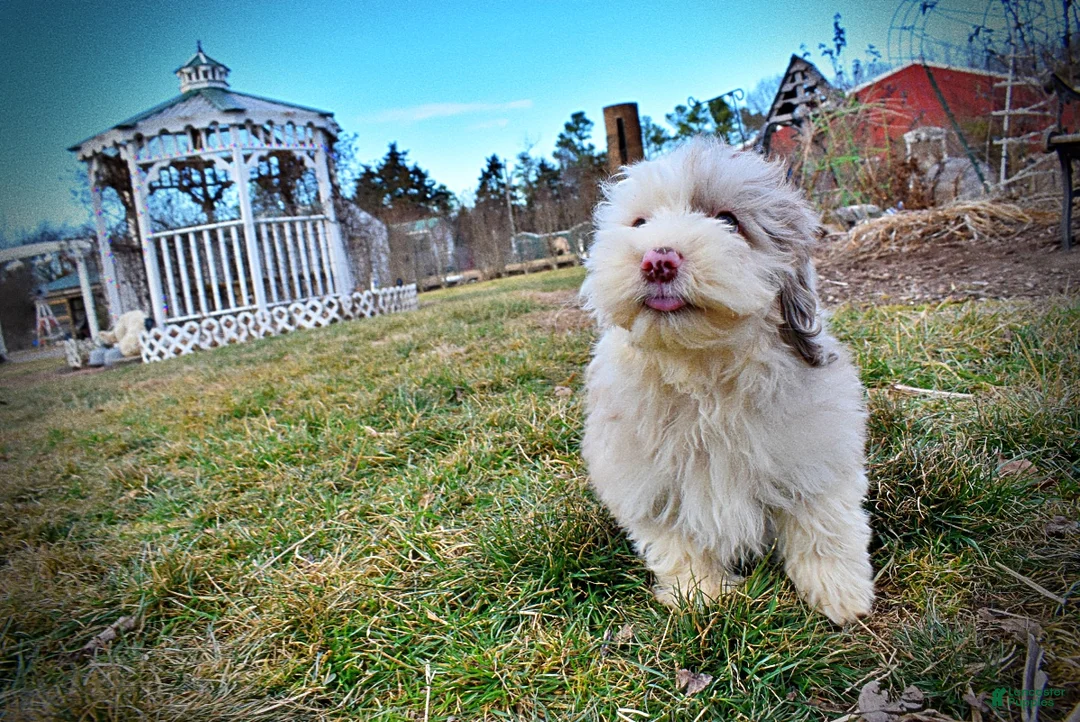 Havapoo dogs for sale: Wiggles - Ad 11