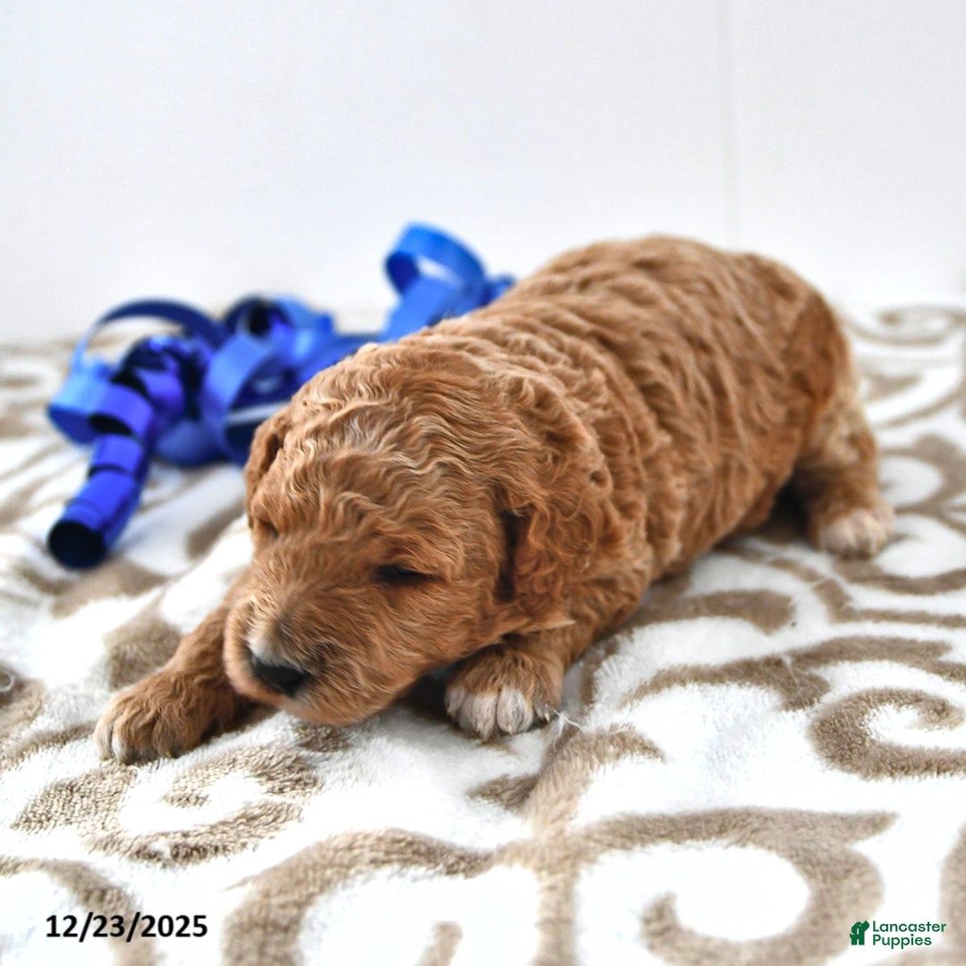 Mini Goldendoodle dogs for sale: Oscar - Ad 8